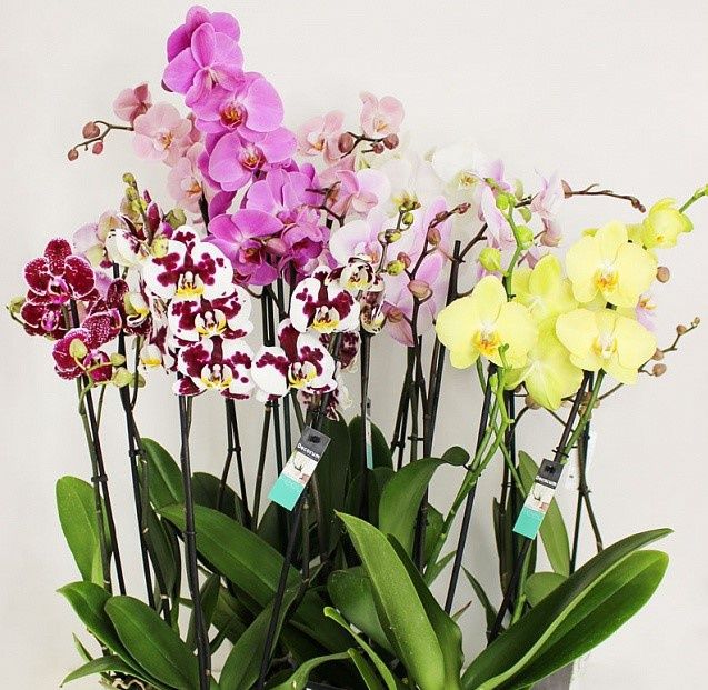 Прийму орхідею в дар
