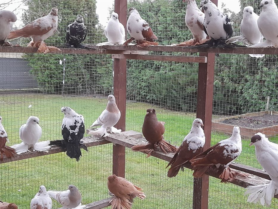 Gołębie ozdobne widyny