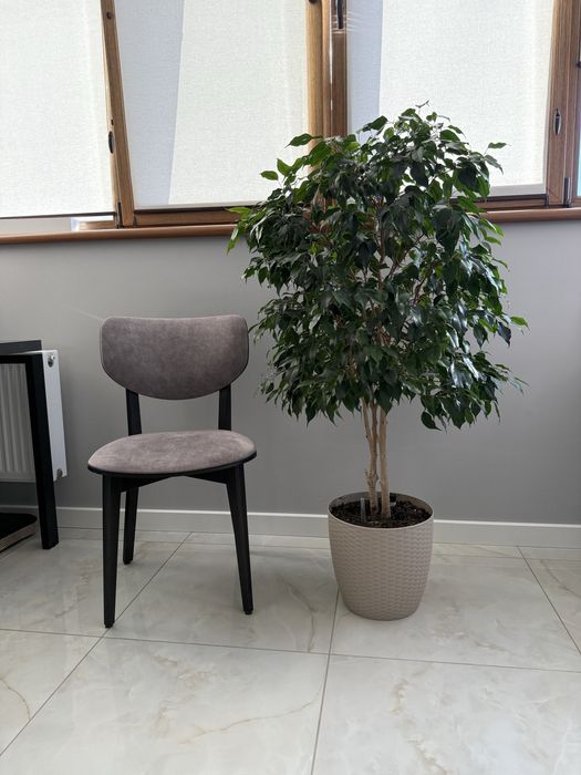 Фікус Фикус фікус