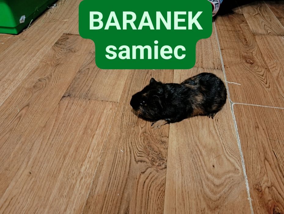 Sprzedam świnki morskie