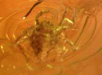 skamielina bursztyn inkluzja wymarły pajęczak acari arachnologia