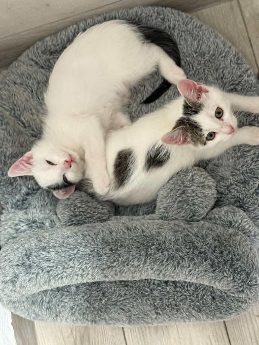 Котик і киця ,дуже ніжний