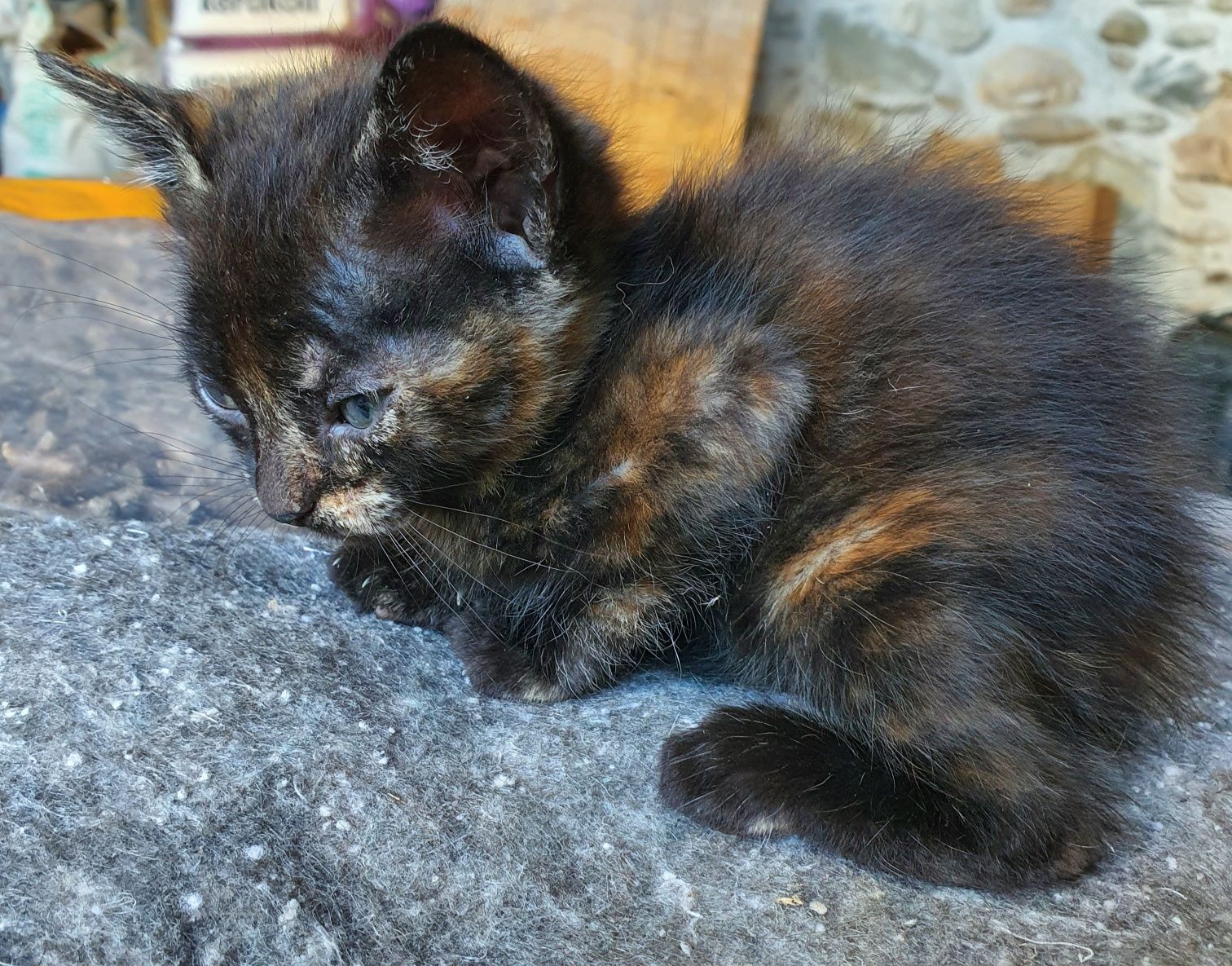 Adopção de gatinhos