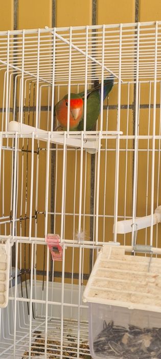 Vendo agapornis de 2025