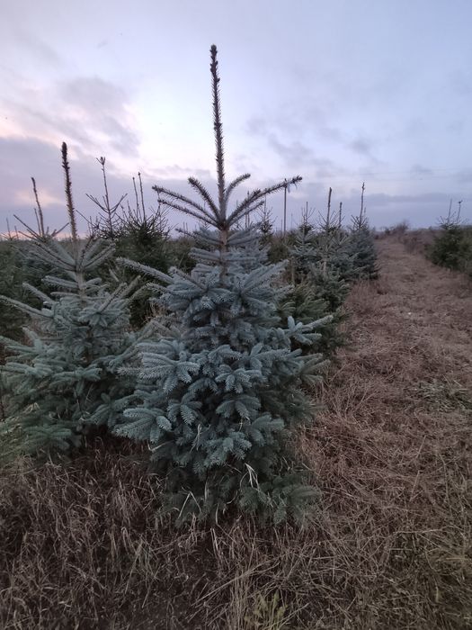 Świerk srebrny i zwyczajny