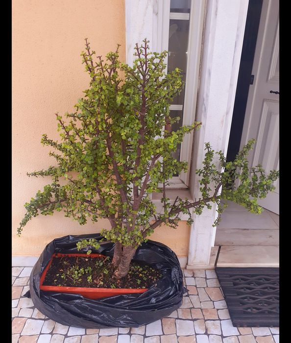 Planta natural planta de jade arbusto de elefante  grande