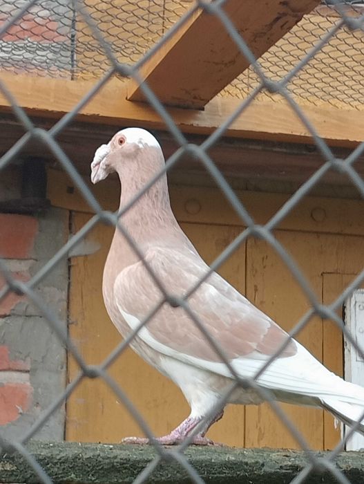 Gołębie rzeszowskie.