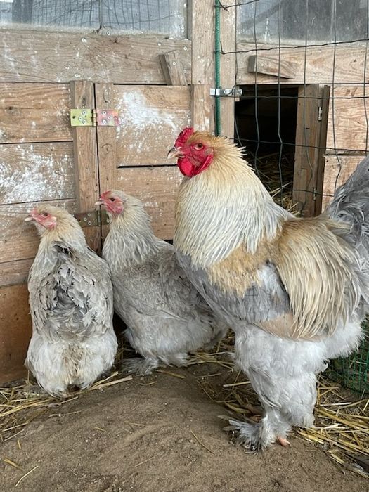 Brahma olbrzymia Izabel