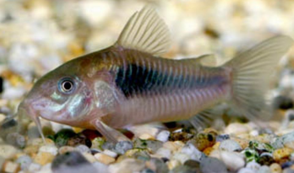 Kirys spiżowy, corydoras Aeneus