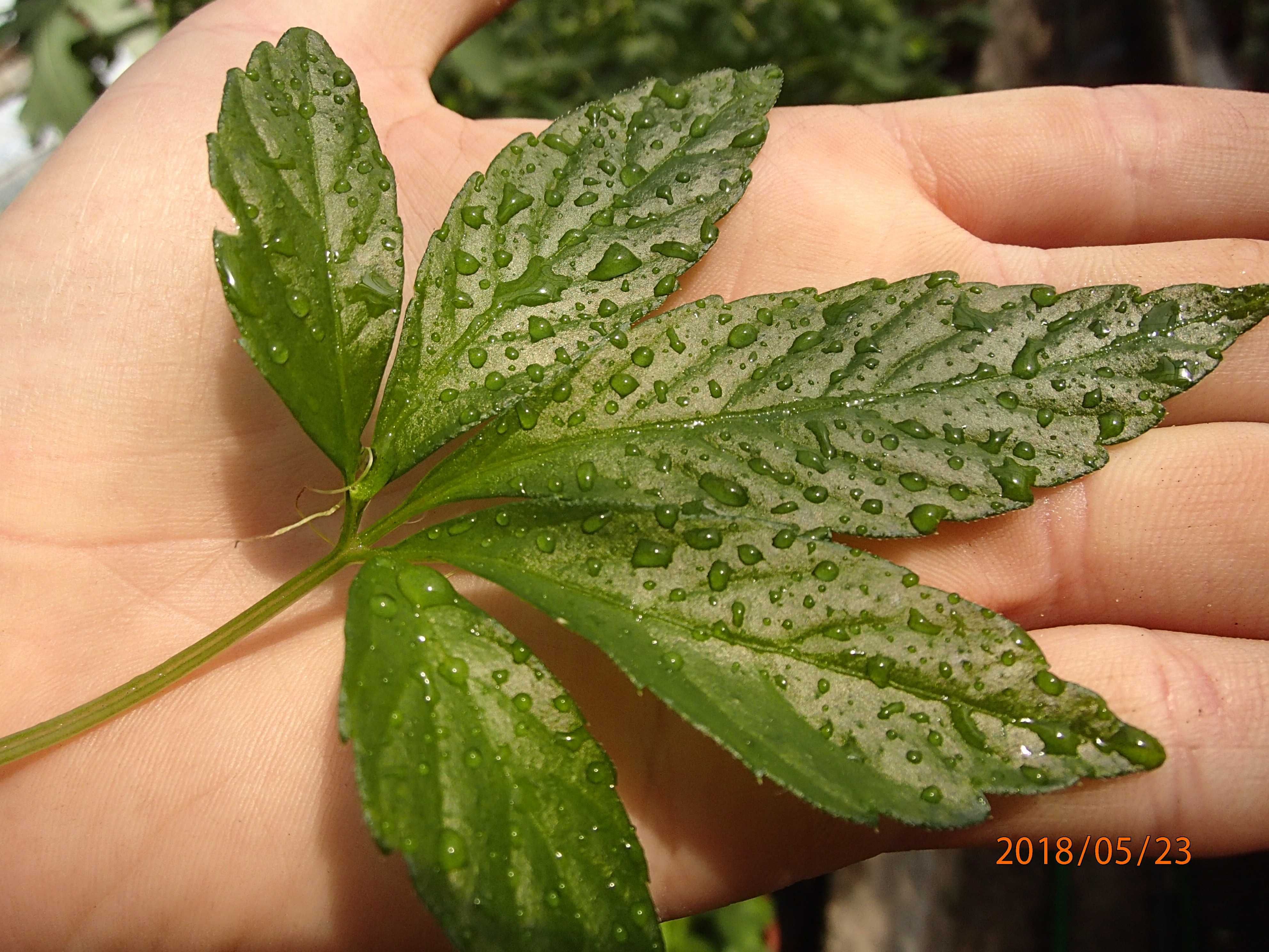 Jiaogulan-gynostemma-pentaphyllum  Ziele życia