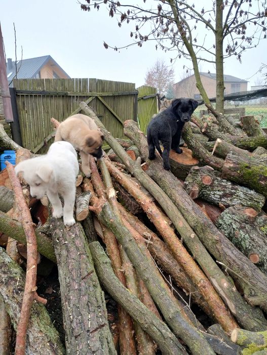Szczeniaki za darmo  do oodania