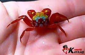 krab phantera bielsko