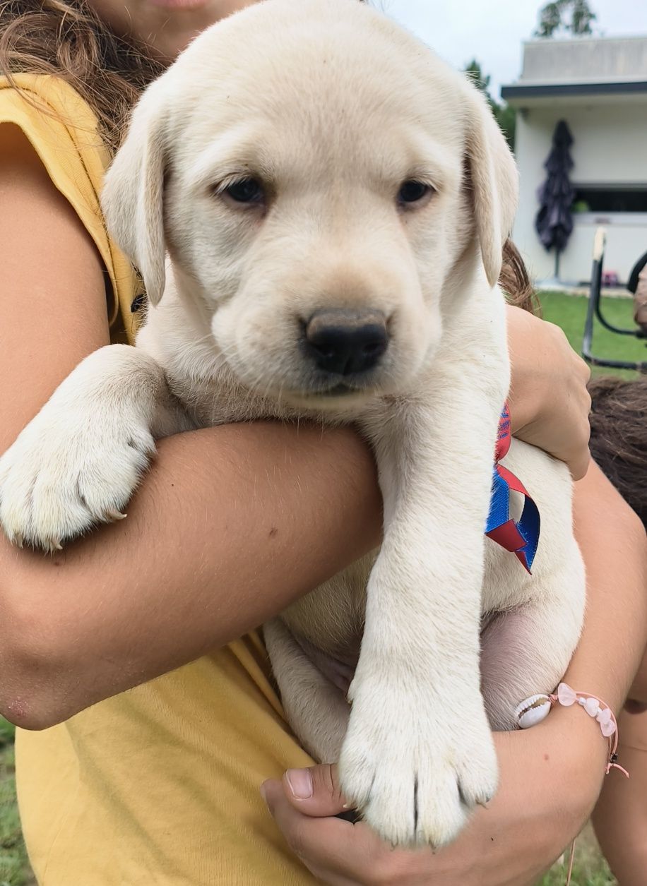 Labrador Retriever