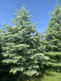 Ялина каліфорнійська конколор Abies concolor Glauca