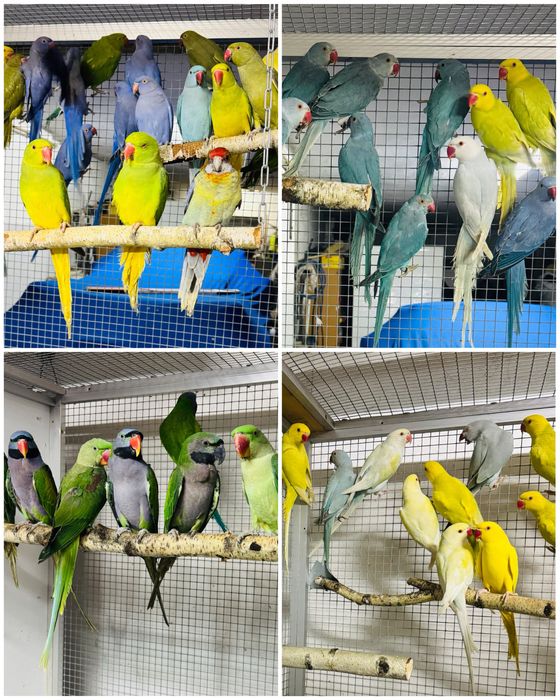 !!! Papugi Papuga Aleksandretta Aleksandretty Kolory !!!