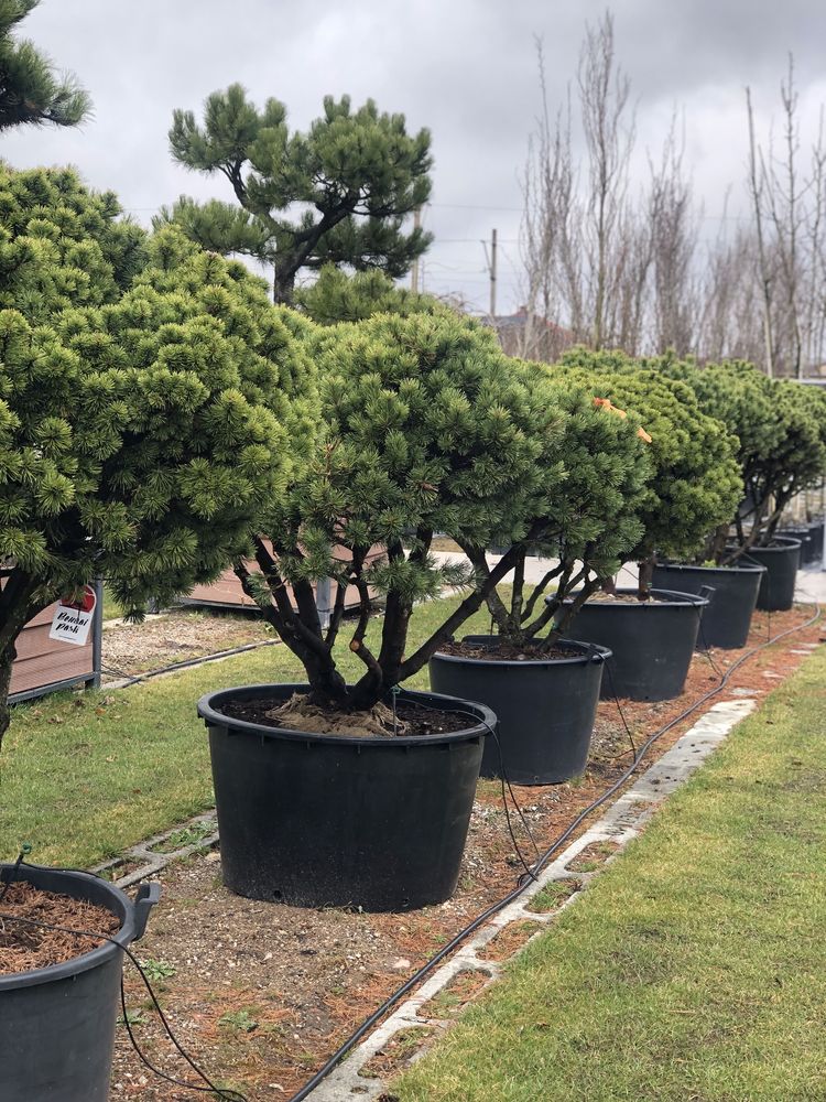 Bonsai Niwaki sosna jałowiec cis duże drzewa BONSAI PARK