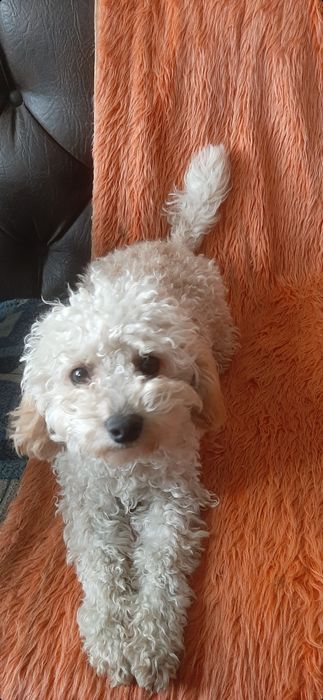 Той пудель дівчинка