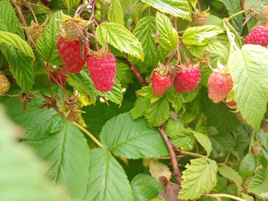 Sprzedam nadwyżki sadzonki maliny letniej Cascade.
