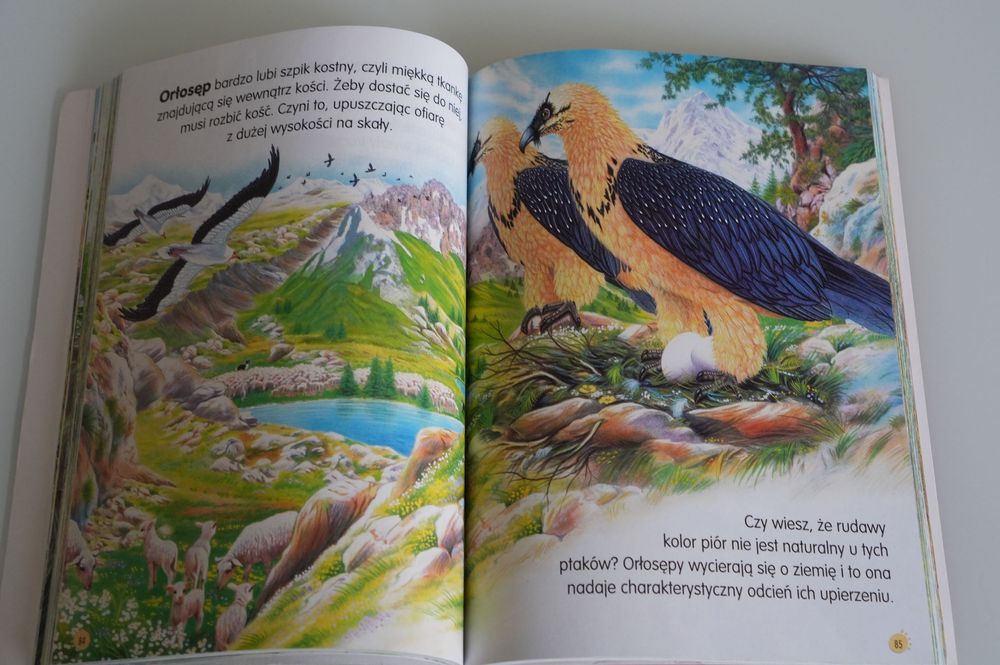 Książka "Zwierzęta świata" – pięknie ilustrowana