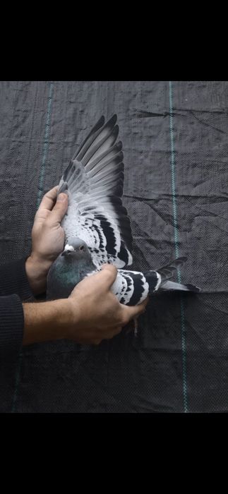 Gołąb pocztowy Inbred Little Bunga - ojciec 1 asa derby arona