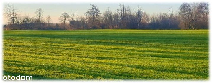 Działka z Warunkami zabudowy w  Gołębiewie / Miłkowcu.