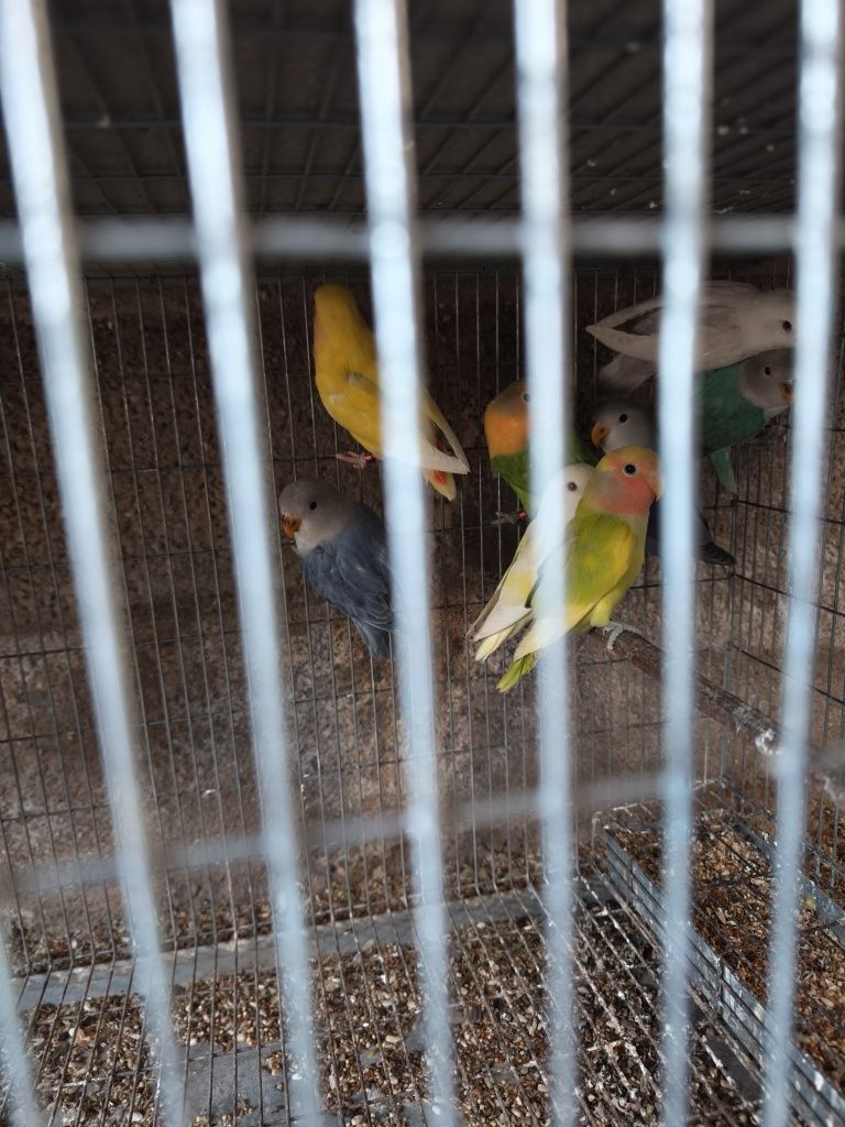 Agapornis e Caturras adultos