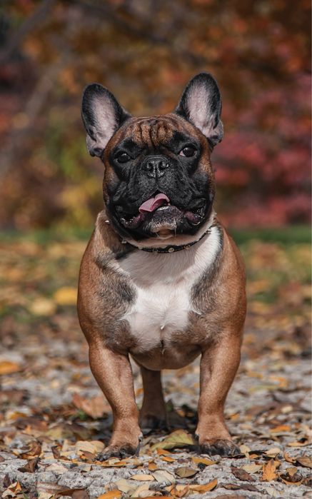 Вязка Французский бульдог