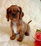 Cavalier King Charles Ruby