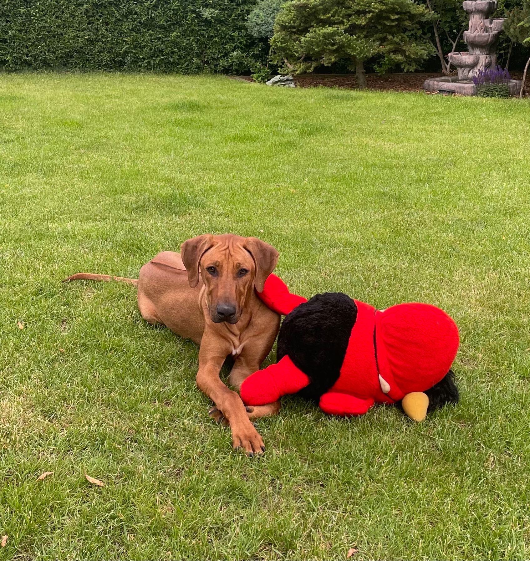 Rhodesian Ridgeback HUGO piesek po Championach