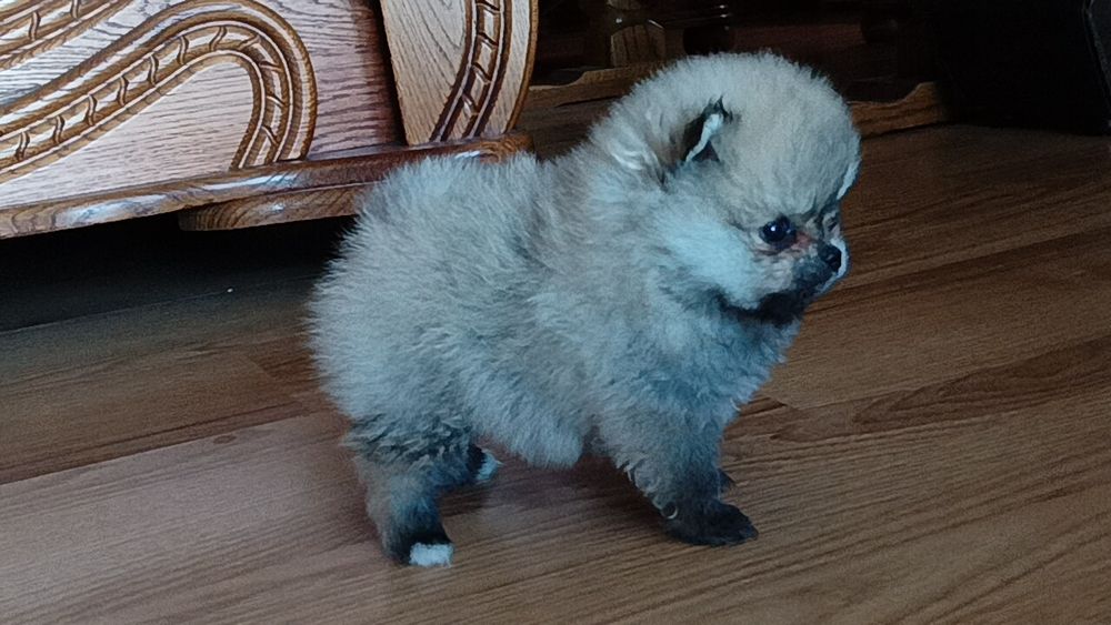 Szpic miniaturowy Pomeranian xxs suczka