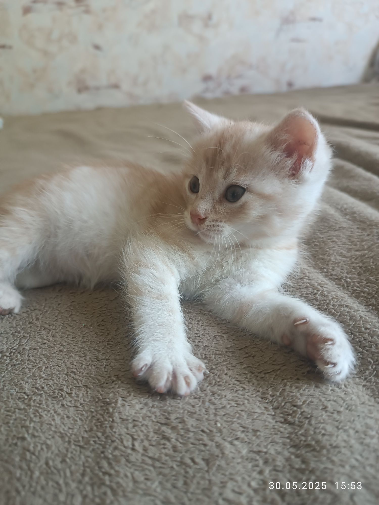 Віддам кошеня, котика