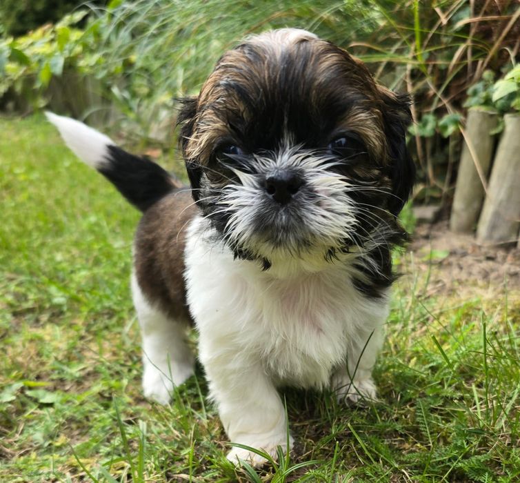Suczka Shih- tzu tricolor