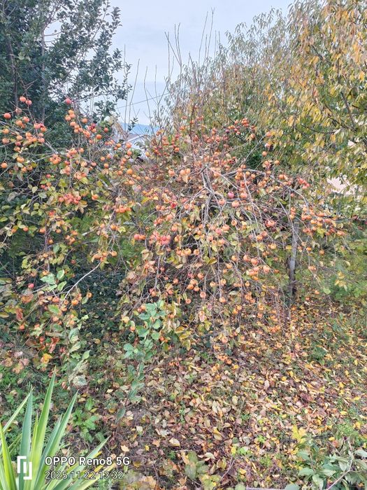 Diospiros de maçã de