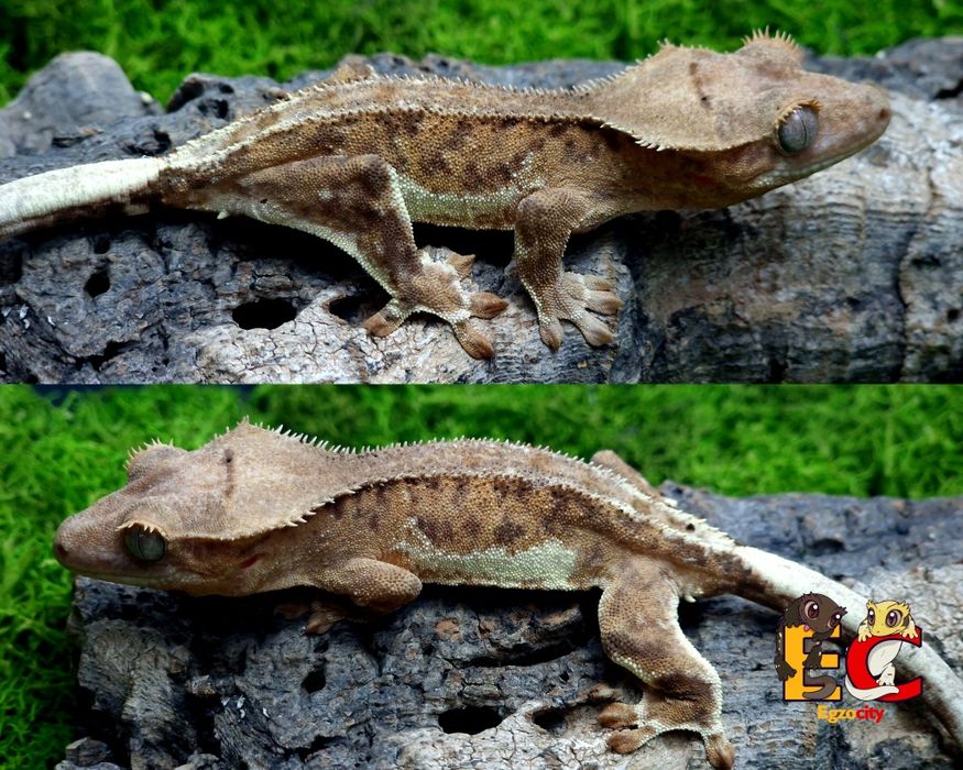 17. Gekon orzęsiony Lilly White phantom  samiec Egzocity Transport