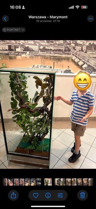 Terrarium pionowe dla kameleona, duże terrarium dla gada z wyposażenie