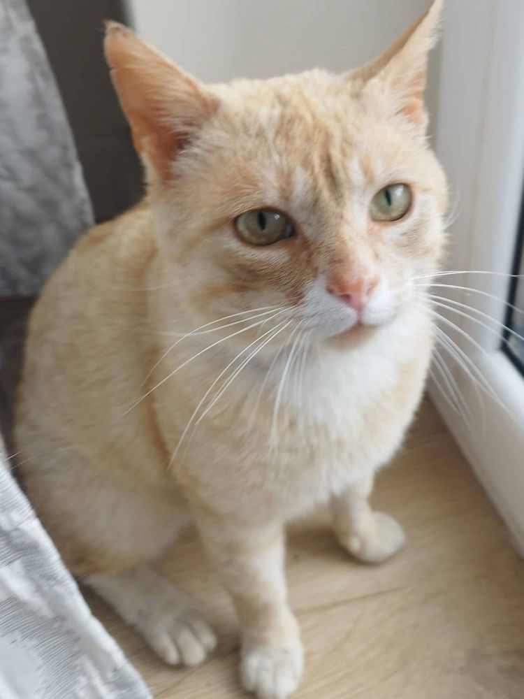 Kotek Karmelek do adopcji