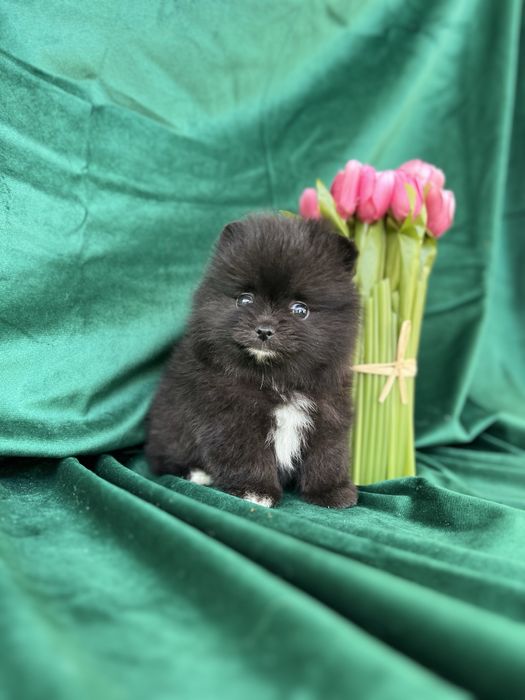 Песики ведмедики pomeranian spitz