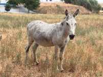 Burra anã montada