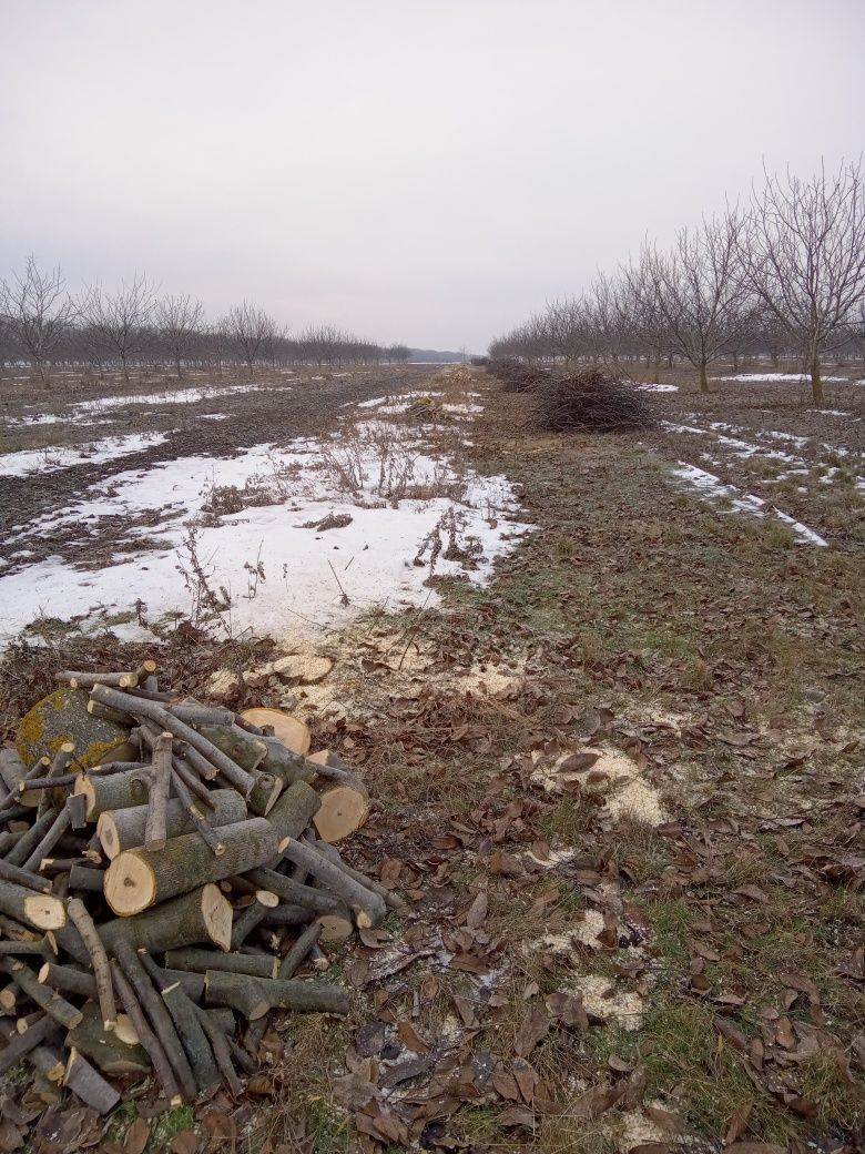 Дерева волоського горіха . Самоспил.