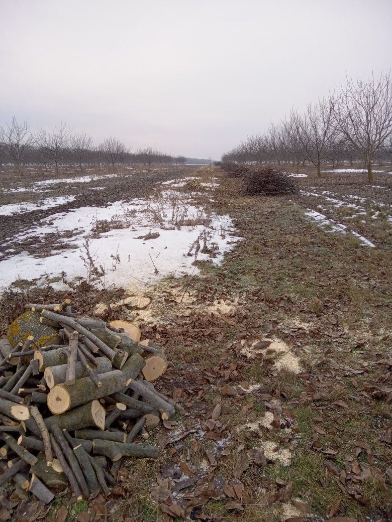 Дерева волоського горіха