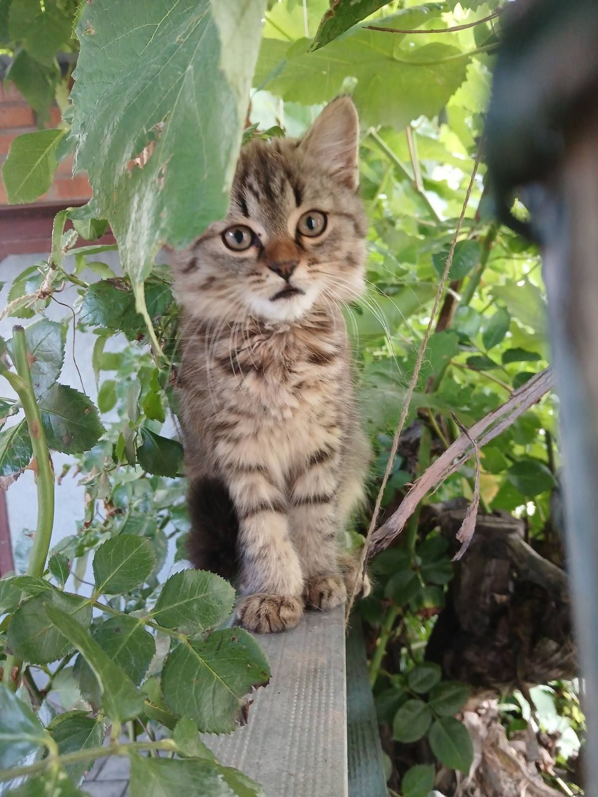 Тварини кошен дівчинка