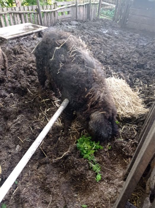 Свиноматки Кармали