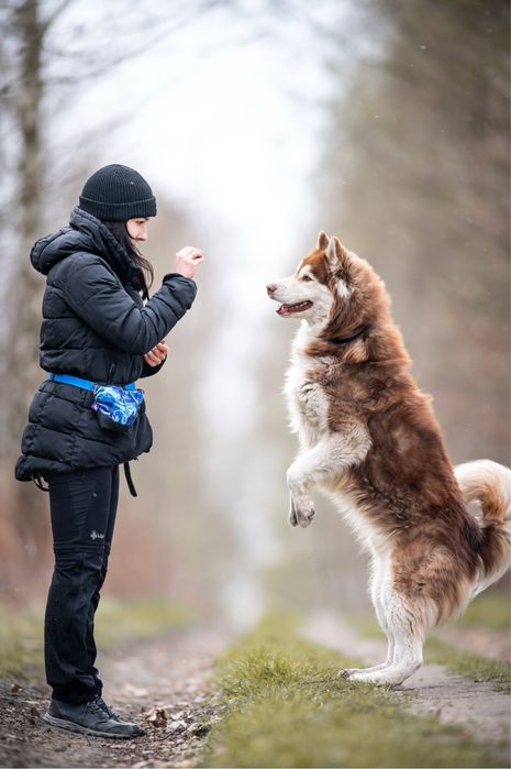 Mieszaniec Husky i Malamuta. Charakterny rudy północniak dla znawcy