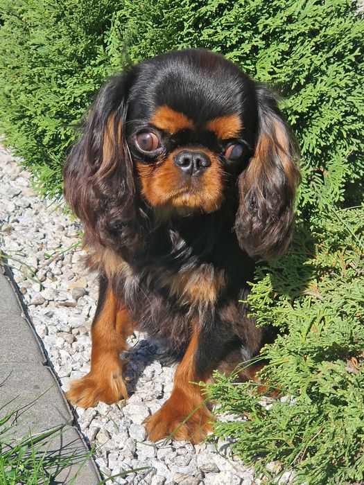 Sprzedam pieska Cavalier King  Charles