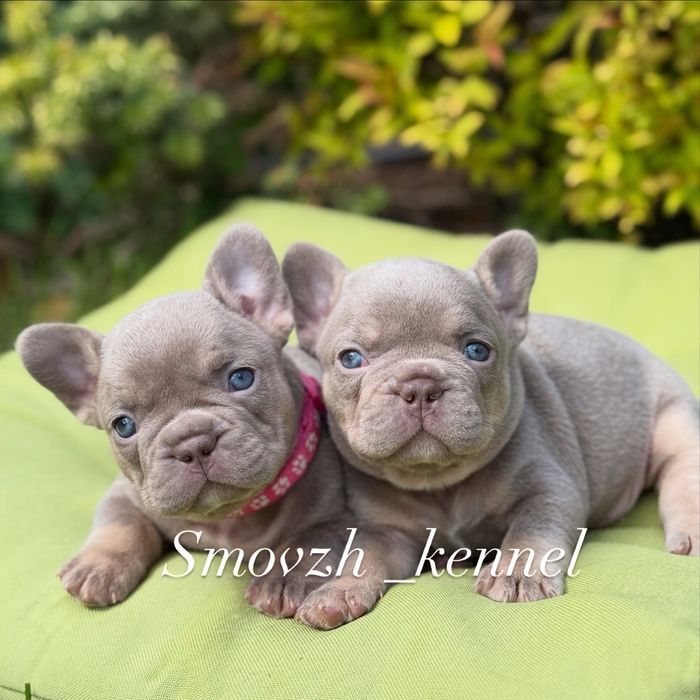 Французький бульдог топ якості