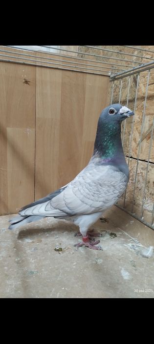 Opal opale samce samice