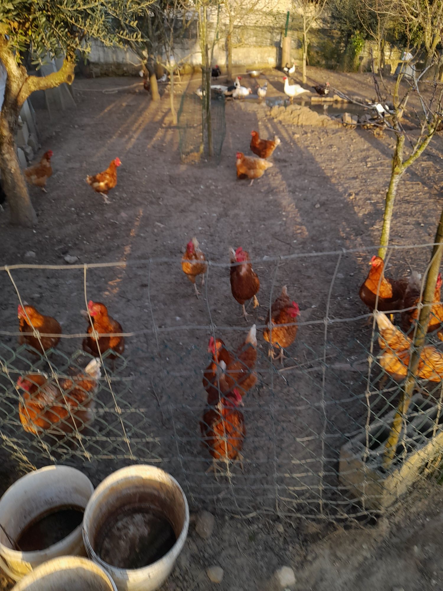 Ovos caseiros biológicos-3,0€ a dúzia'