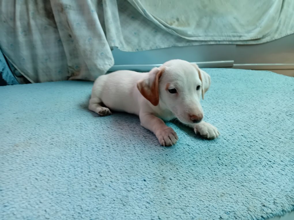 Jek russel terrier