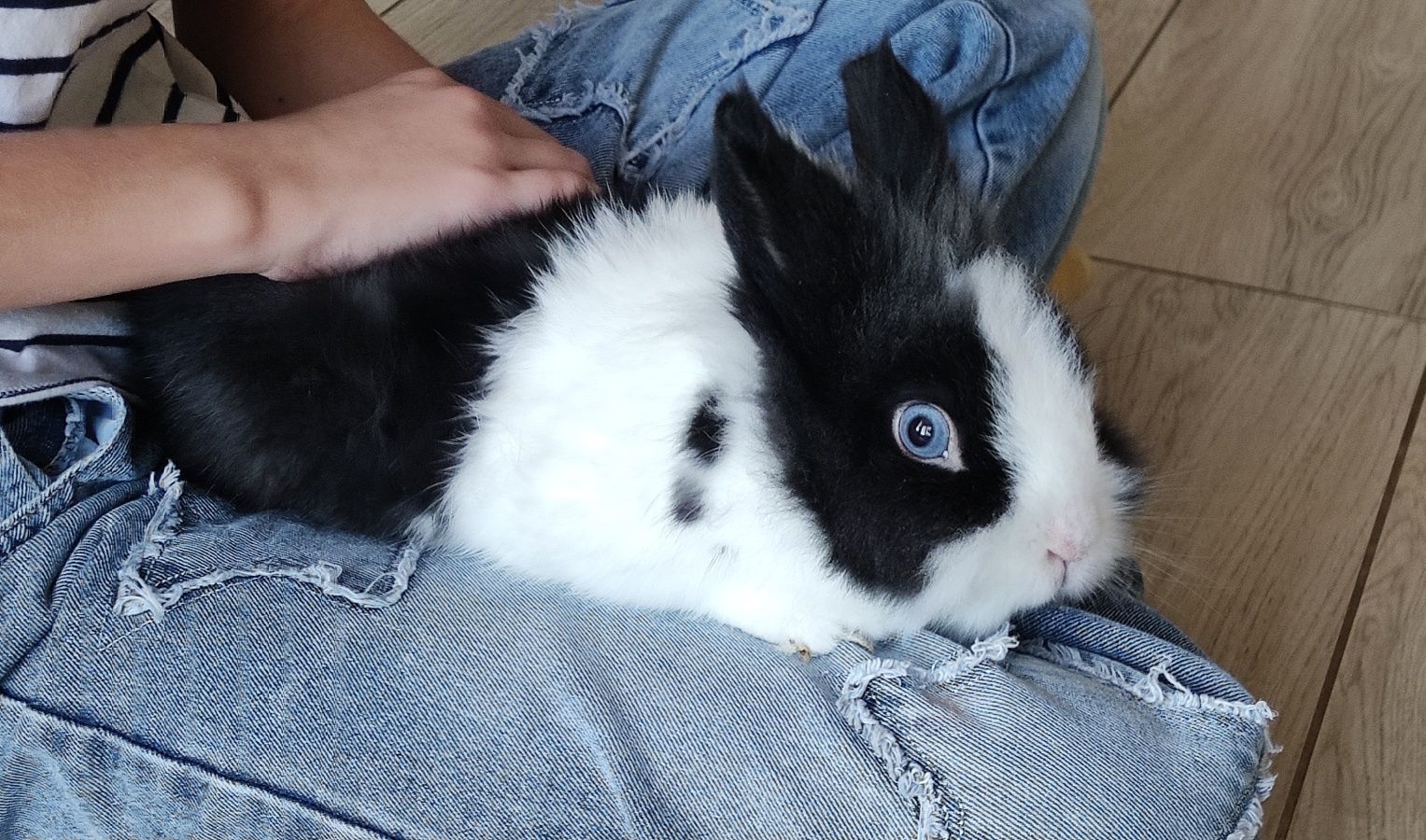 Krolik miniaturka