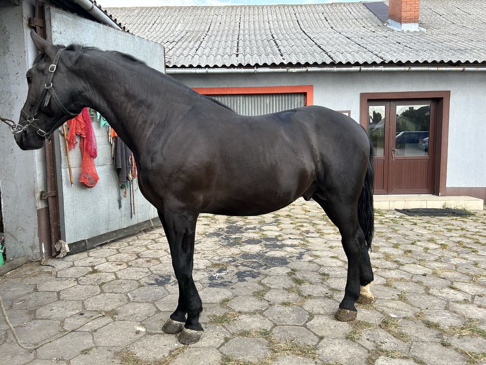 Sprzedam karego ogiera śląskiego